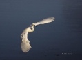 Egret;Egretta-thula;Flight;Snowy-Egret;One;one-animal;avifauna;bird;birds;feathe